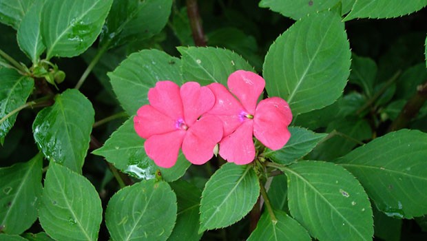 G1 - Maria-sem-vergonha se desenvolve em solo úmido e tem flores coloridas  - notícias em Flora