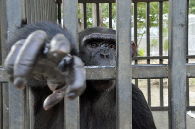 Chimpanzé Chara, ainda no Líbano (Foto: Animals Lebanon/Divulgação)
