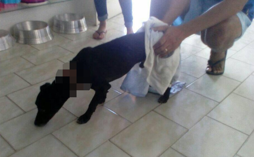 Protetores não sabem ainda se Guerreiro foi vítima de ato criminoso (Foto: Divulgação/Protetores dos Animais de Parnaíba)