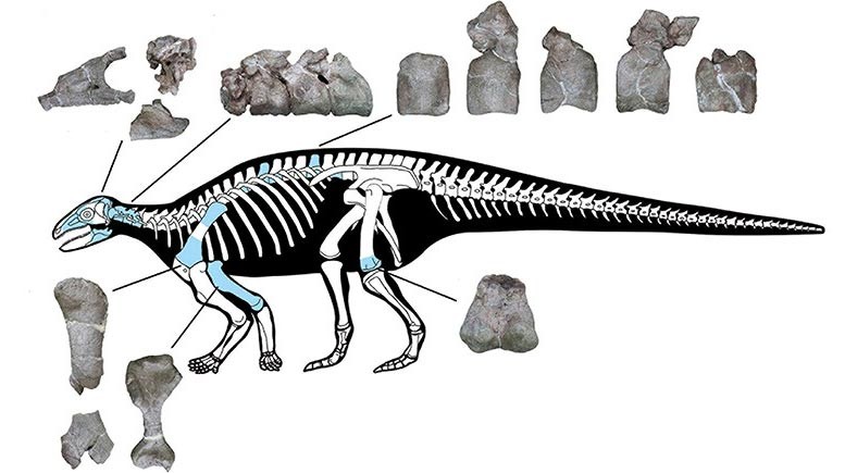 Novo dinossauro descoberto tem armadura de espinhos nunca antes vista -  TecMundo