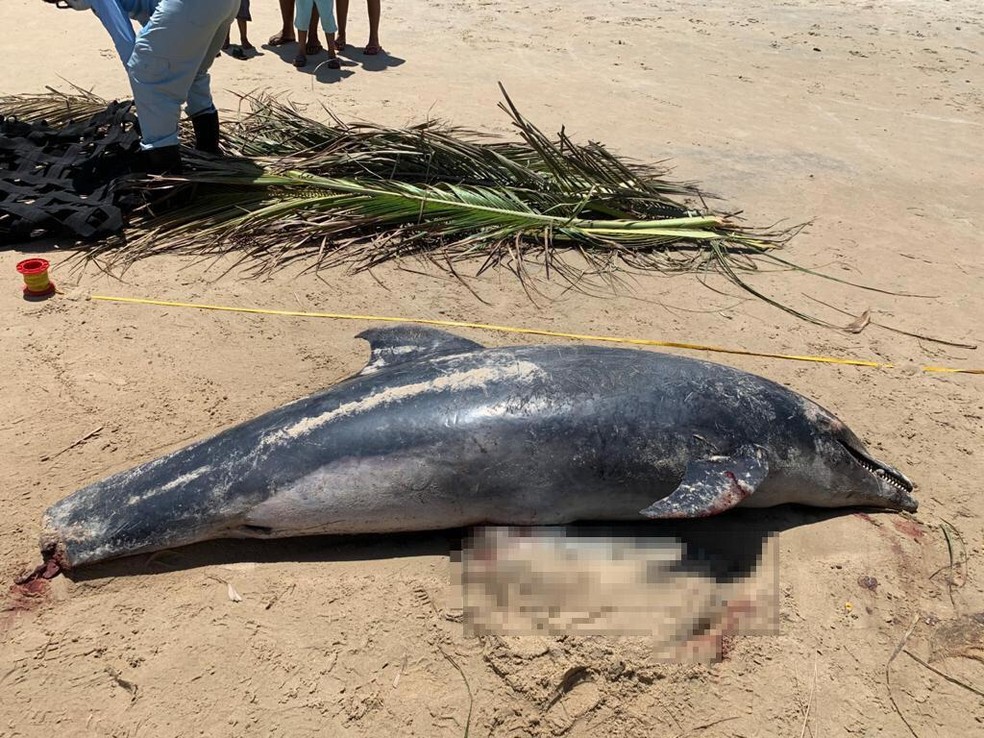 Golfinho foi encontrado morto sem nadadeira caudal na praia de Rio do Fogo, no litoral do RN — Foto: Projeto Cetáceos/UERN
