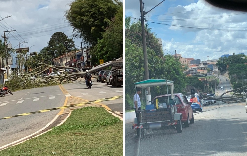 Árvore cai e interdita avenida em Itapetininga (SP) — Foto: Thiago Vieira Vidal/Arquivo Pessoal