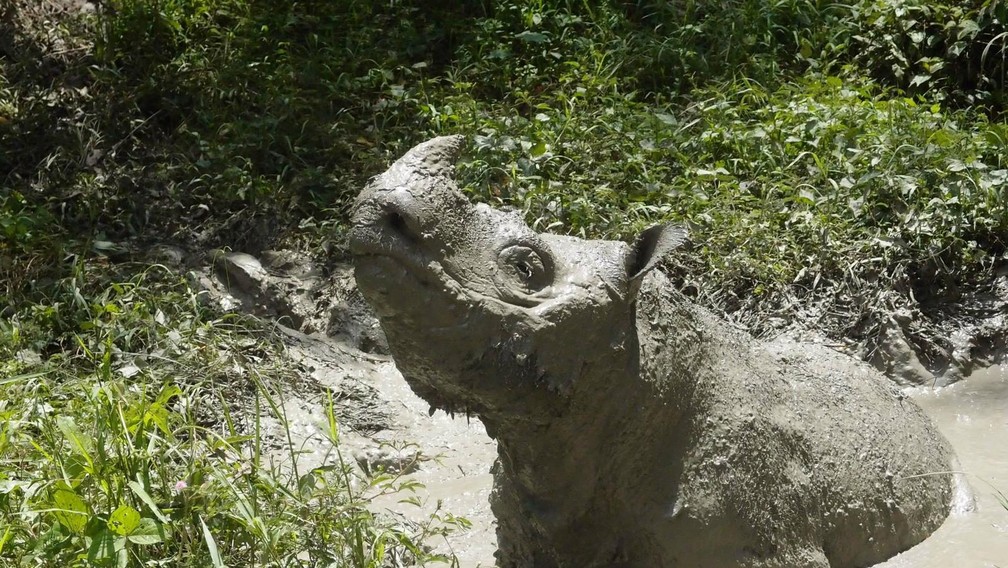 Tam é visto coberto de lama em Sabah, na Malásia, em 2014 — Foto:  Chris Annadorai/Reuters