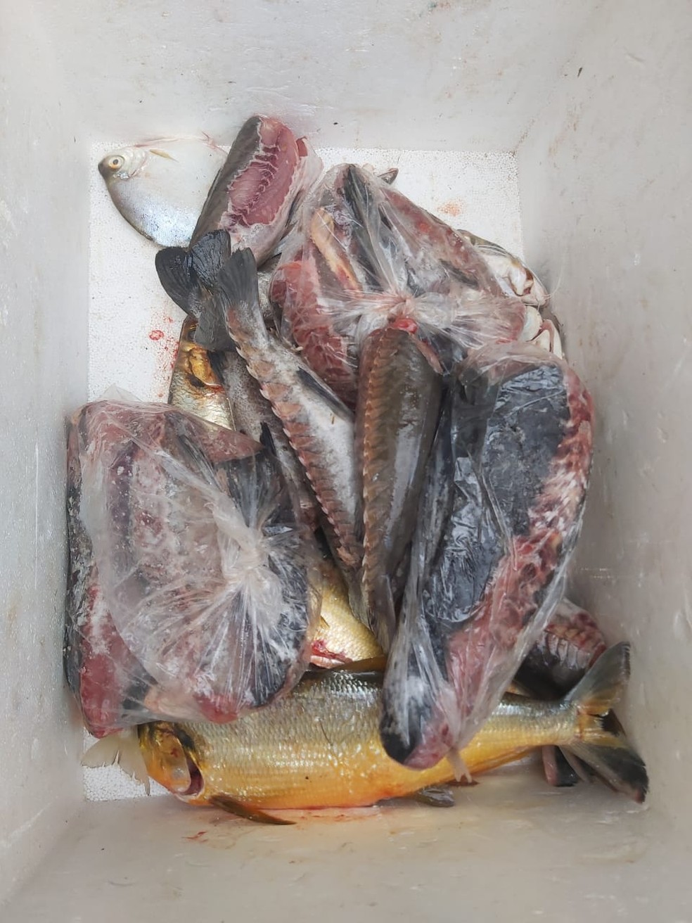 Os peixes haviam indícios de pesca com rede, uma prática que é ilegal nos rios da região — Foto: Reprodução/PMMT