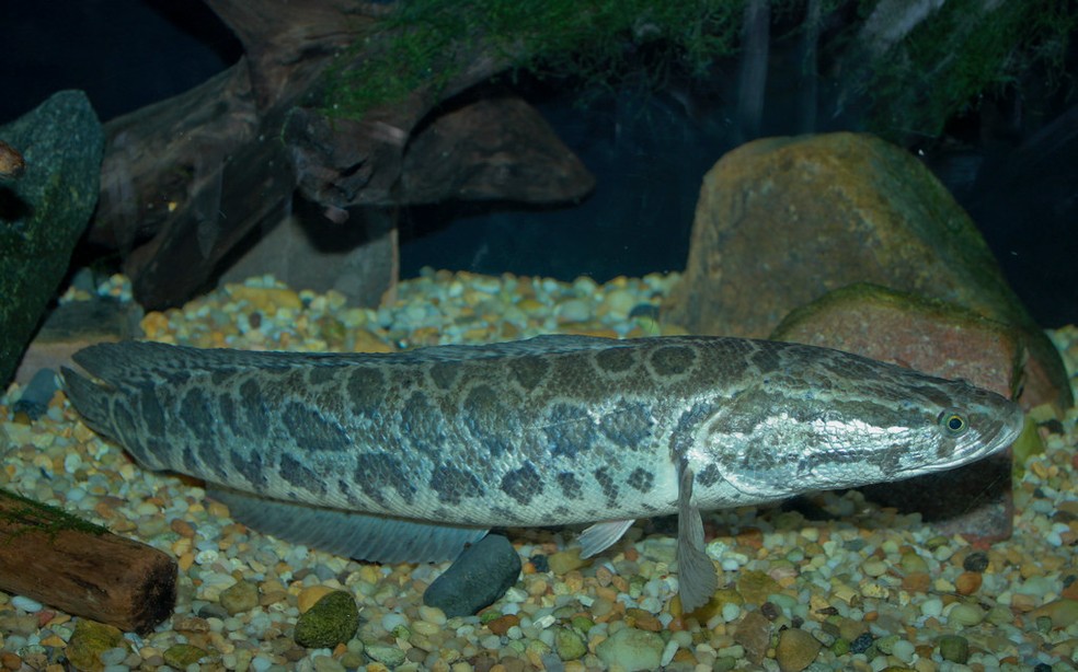 Peixe 'Channa argus' consegue viver muito tempo fora da água — Foto: Brian Gratwicke/VisualHunt