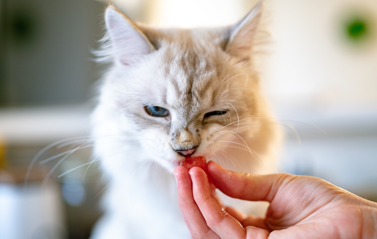 Specialists suggest that the master should look for a veterinarian to compile a homemade diet and accompany him.  A professional can also select the necessary supplements for that pet (Photo: Unsplash/CreativeCommons)