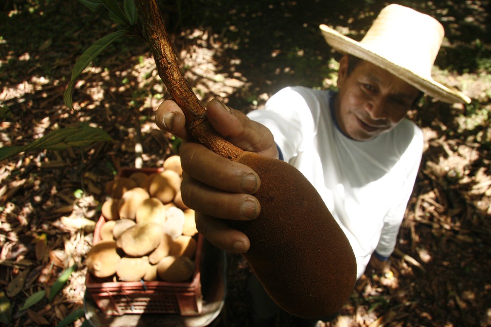 Quilo de cupuaçu custa, em média, R$ 5,49 em Rondônia (Foto: Fernando Araújo/O Liberal)