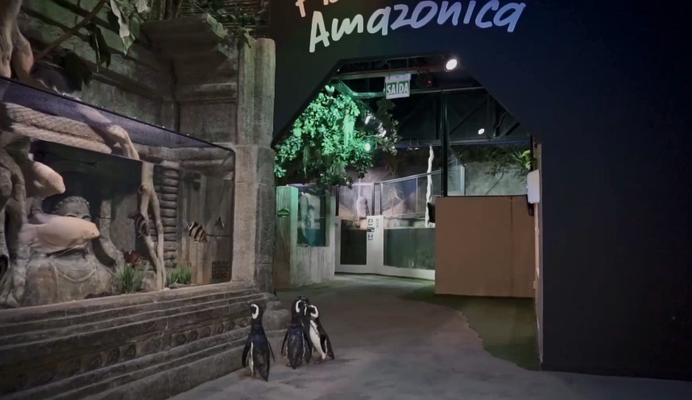 Pinguins dão "passeio" dentro de aquário em SC — Foto: RockSet/Divulgação 