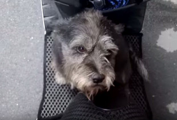 Depois de seis dias perdida, a cachorrinha não conteve a emoção ao reencontrar o dono (Foto: Reprodução Youtube)