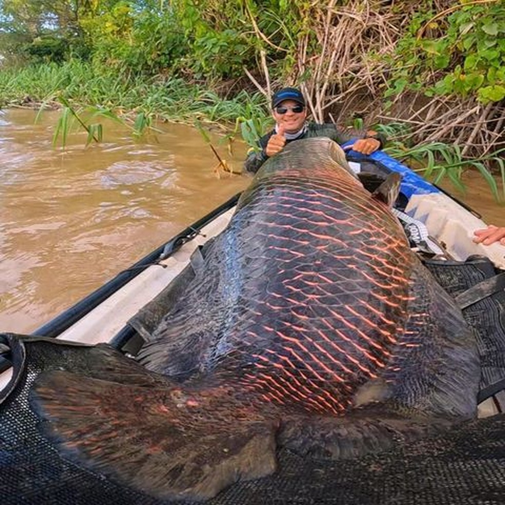 #Brasil: Pescadores fisgam pirarucu de mais 2 metros e 100 kg 