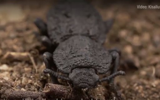 Iaiá-de-cintura, o besouro que vive enterrado em Minas Gerais e na Bahia -  Instituto Butantan