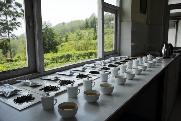 Aprenda tudo sobre o mundo dos chás (Foto: divulgação)