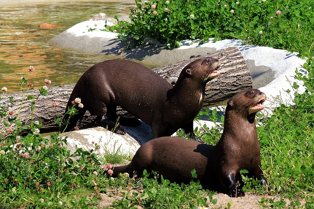 As ariranhas são parentes das lontras e excelentes nadadoras (Foto: Calle Eklund/V-wolf/ Wikimedia Commons)