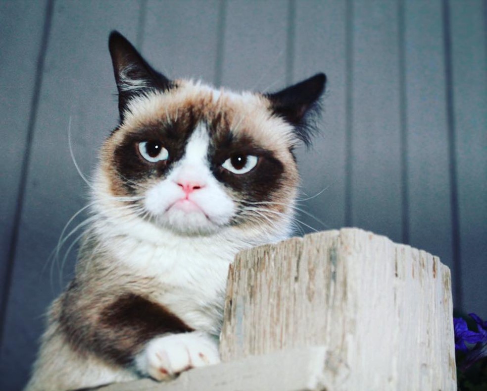 Morre Grumpy Cat, gata 'rabugenta' que se tornou uma lenda da internet â Foto: ReproduÃ§Ã£o/Facebook