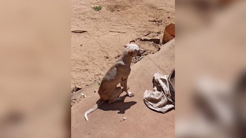 Animais estavam espalhados pela propriedade — Foto: Divulgação 