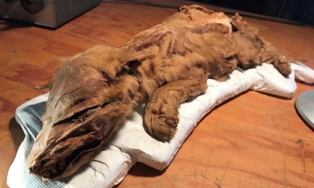 Lobo mumificado encontrado no Canadá (Foto: Governo de Yukon/Divulgação)