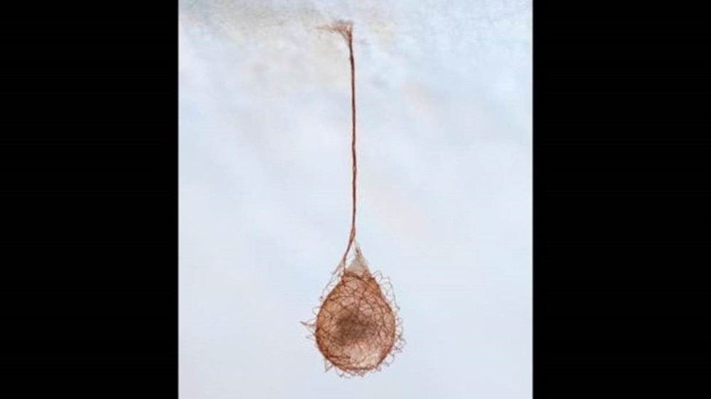 O saco de ovos de uma aranha pirata (Ero sp.) (Foto:  Alex Hyde/naturepl.com)