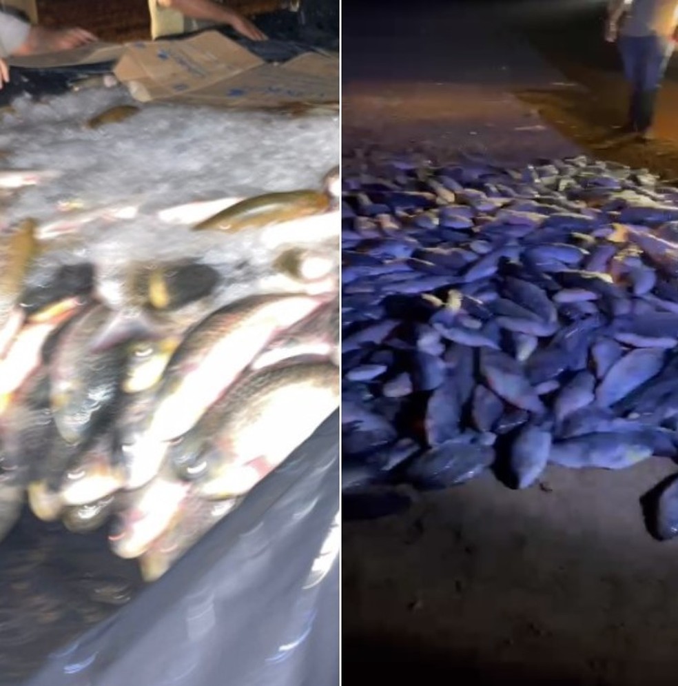 Carga de peixe é apreendida no Acre — Foto: Divulgação/Idaf