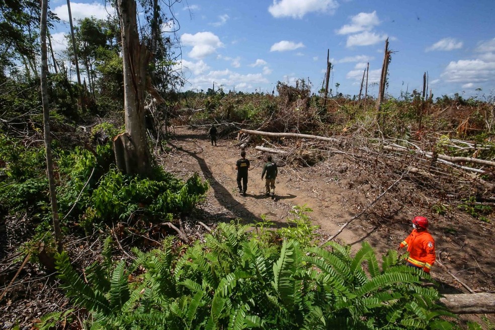 Operação Amazônia Viva em Moju, no Pará — Foto: Reprodução / Agência Pará