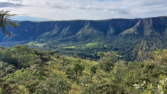 Grandes empresas se unem para restaurar, conservar e preservar 4 milhões de hectares de florestas nativas no Brasil