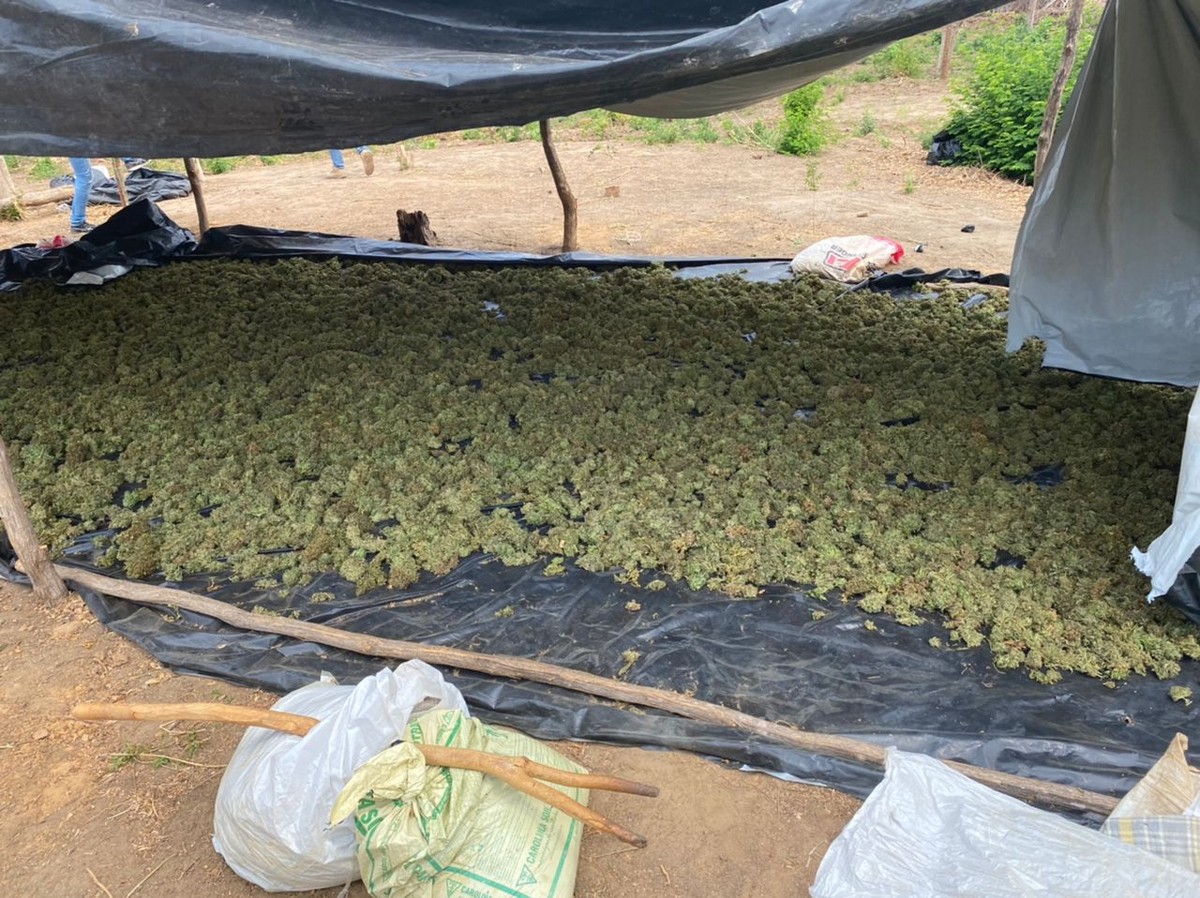 Cerca de 860 quilos de maconha são apreendidos em plantação na zona rural de Matias Cardoso