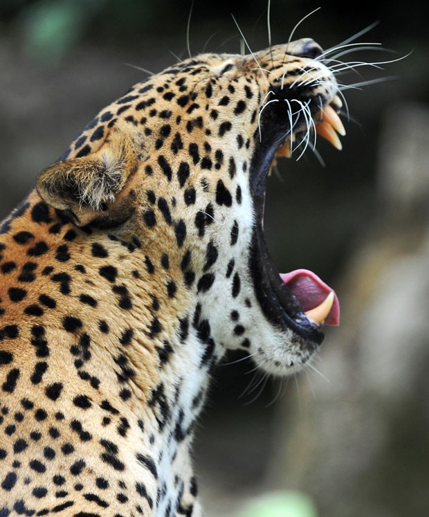 Um leopardo de Sri Lanka foi fotografado dando um bocejo em seu recinto no zoológico de Doue-La-Fontaine, na França, no domingo (2).  (Foto: Frank Perry/AFP)