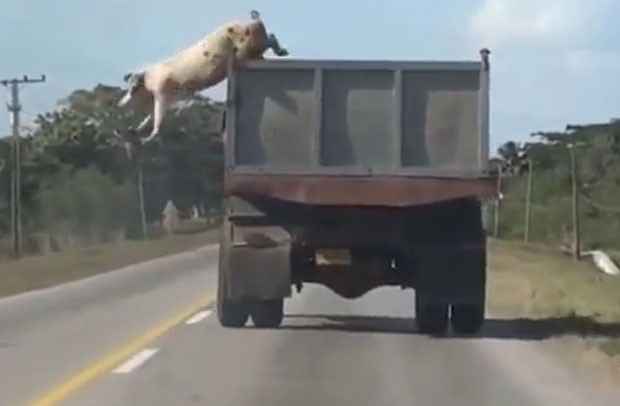 Para fugir do abate, porco saltou de caminhão em movimento e foi filmado por motorista que vinha logo atrás (Foto: Reprodução/YouTube/Alek M)
