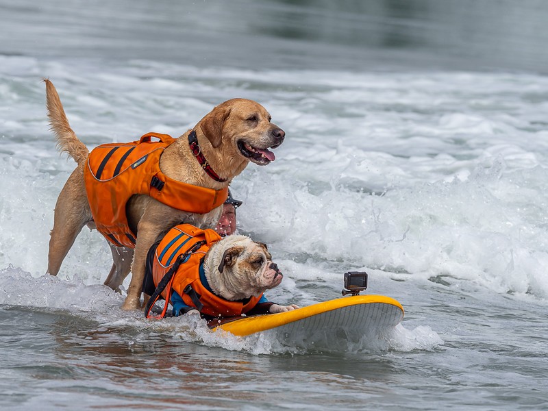 A competição de surf para cães acontece na região de São Francisco desde 2006 (Foto: World Dog Surfing Championships/ Reprodução)
