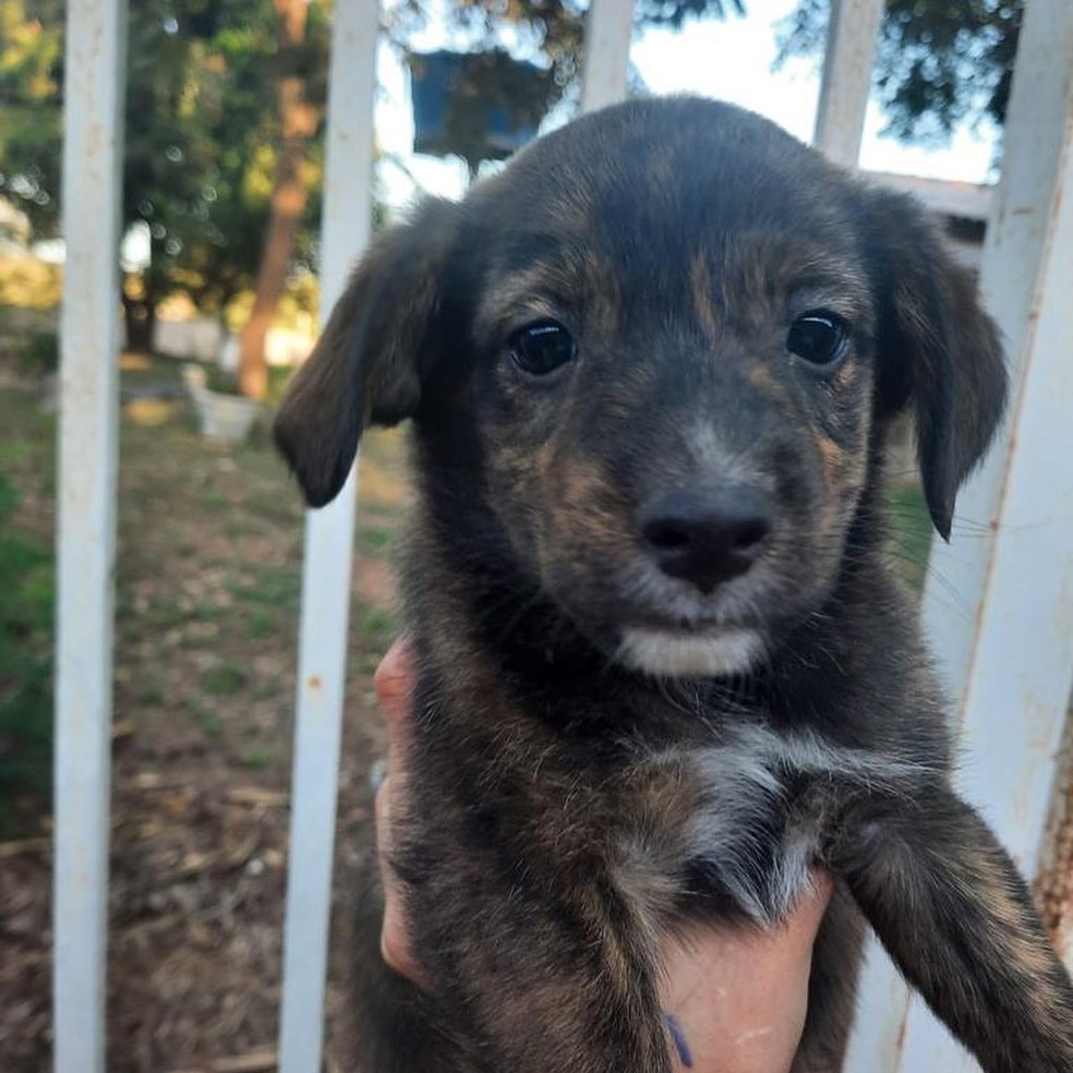 Animais estarão disponíveis para a adoção na feira neste sábado (9) — Foto: Lunaar