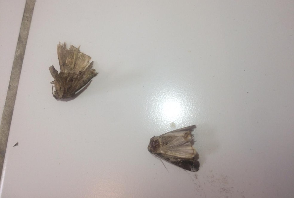 Infestacao De Mariposas Intriga Moradores Do Litoral De Sao Paulo Santos E Regiao G1