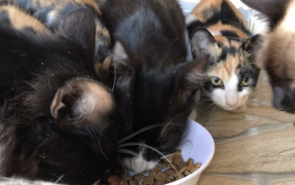 Idosa pede ajuda para doar gatos em Aparecida de Goiânia, Goiás  — Foto: Guilherme Rodrigues/TV Anhanguera