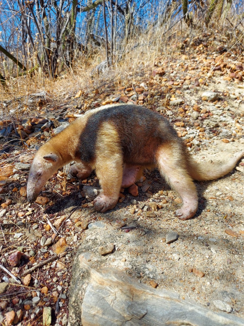Tamanduá-mirim foi resgatado pela polícia ambiental e levado a uma área de seu habitat no interior do RN — Foto: Cedida