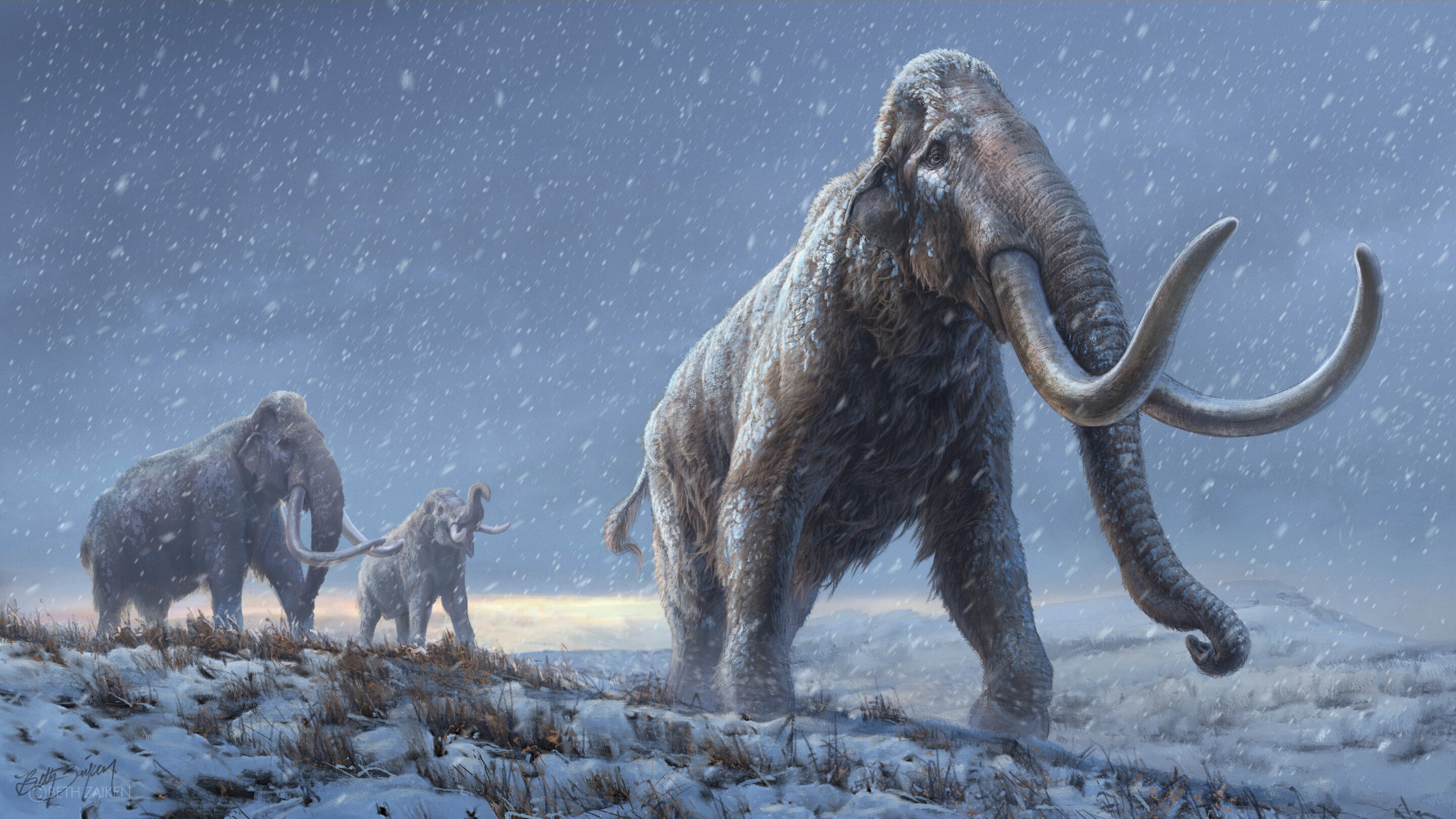 Material genético foi extraído de restos de mamutes enterrados na Sibéria há mais de um milhão de anos (Foto: Beth Zaiken/Centro de Paleogenética de Estocolmo)