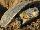 Tartaruga da Amazônia corre risco de desaparecer em rio do Amapá