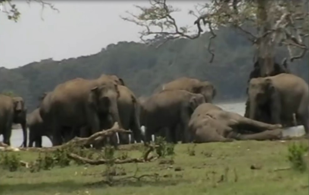 Elefantes se despedem do lÃ­der da manada â€” Foto: BBC