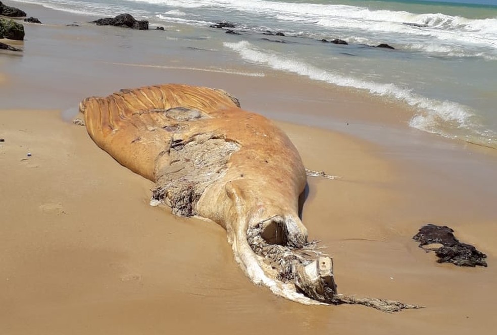 Baleia é encontrada em Jequiá da Praia. — Foto: Divulgação/Instituto Biota