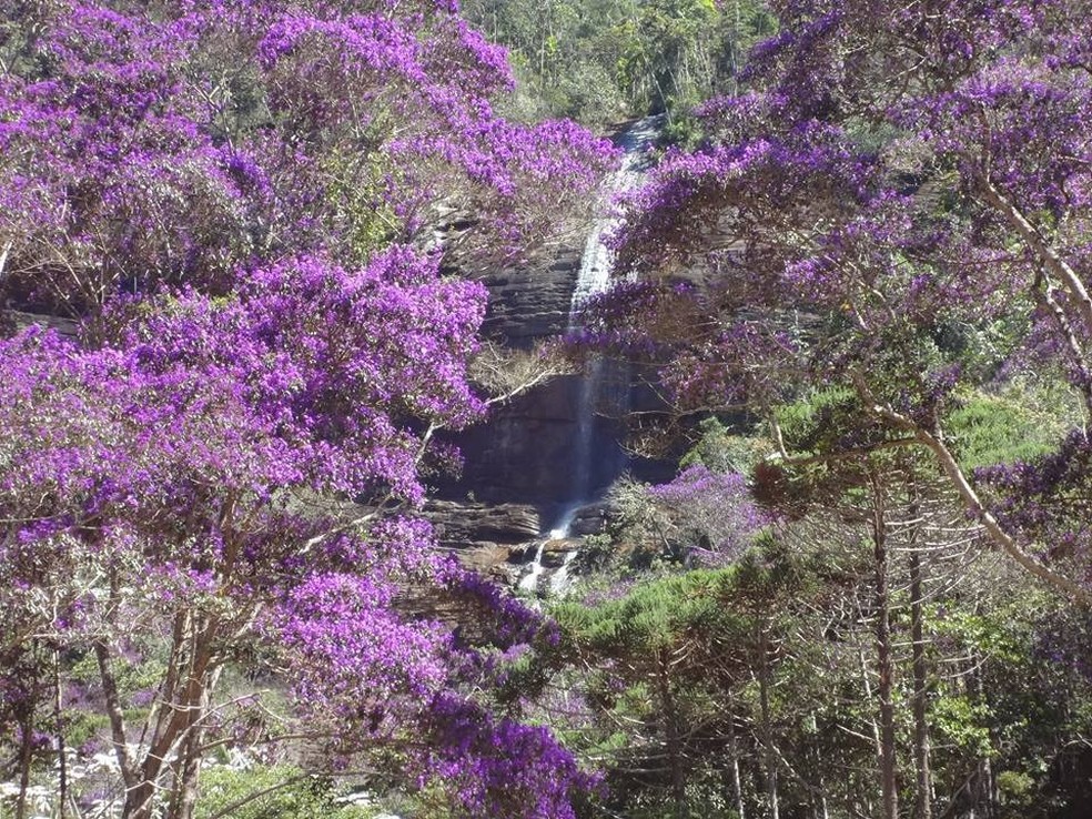 A cachoeira São Lourenço é rodeada por samambaias, araucárias e palmeiras (Foto: Robson Côgo/Dicas da Gente)