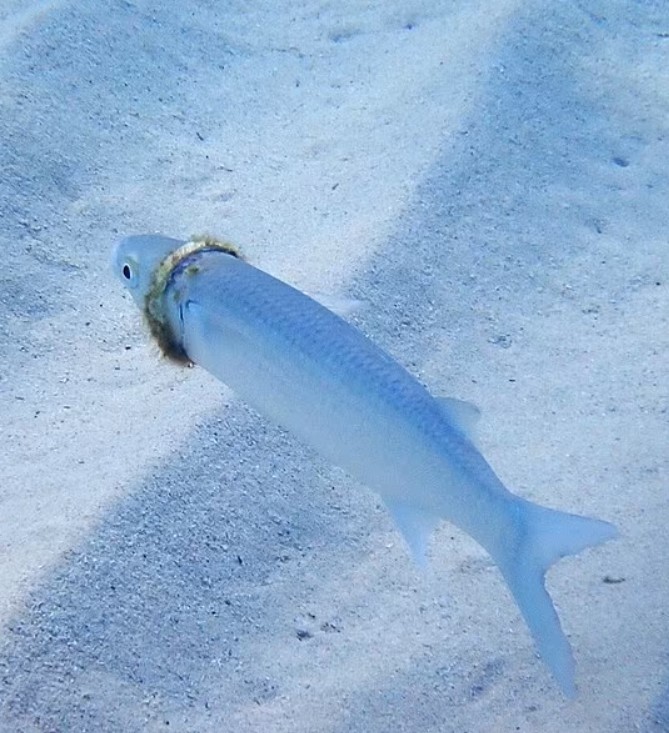 Peixe é flagrado com aliança perdida por turista durante férias (Foto: Reprodução)