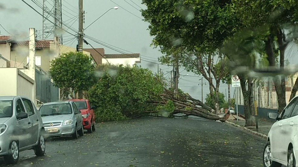 Temporal provoca estragos em Marília (Foto: Prefeitura de Marília/Divulgação)