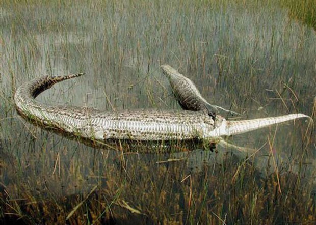 Qual o maior animal que uma cobra pode comer? Veja flagras