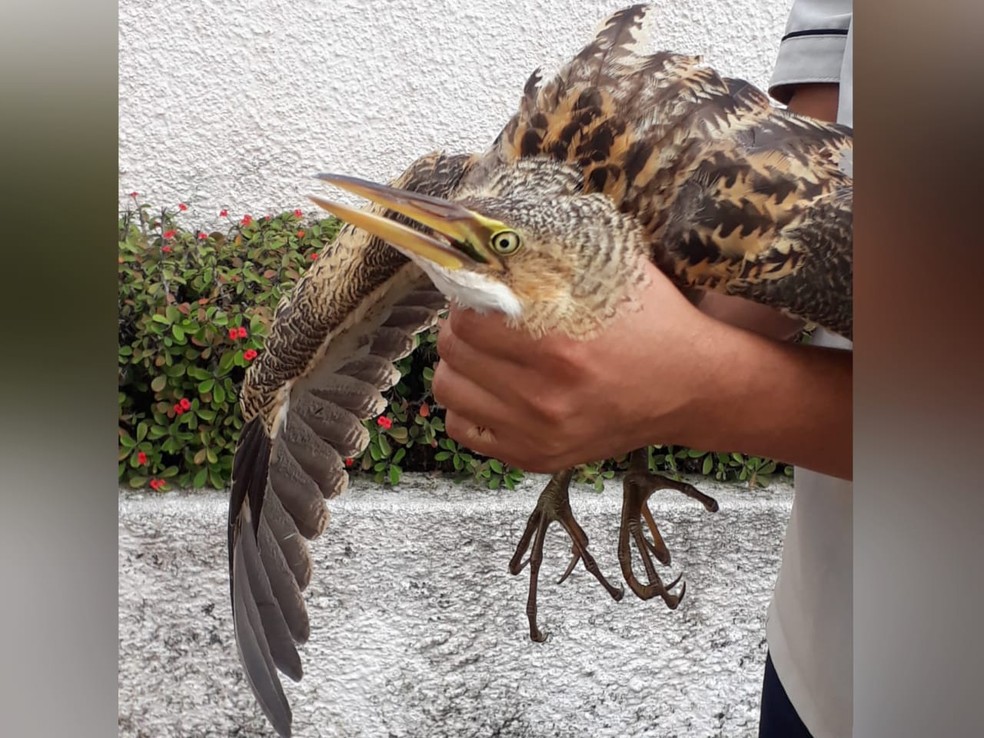 Socó-boi foi levado ao Hospital Veterinário da da Uece, para ser avaliado antes de voltar a natureza. — Foto: Reprodução