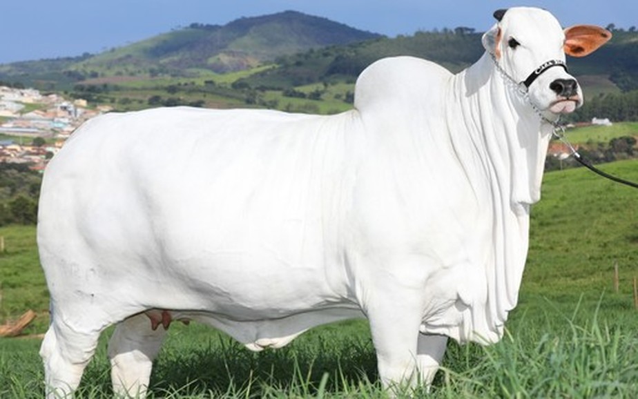 Vaca Íris 8 FIV da Valônia, da Pecuária São Jorge, acumula campeonatos nas pistas