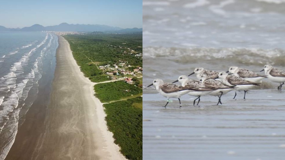Especialistas afirmam que circulação de veículos e cães em praia preservada em SP impactam vida e reprodução de aves migratórias — Foto: Arquivo Pessoal e Karina Ávila