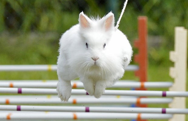 G1 > Brasil - NOTÍCIAS - Cem cães participam de campeonato de