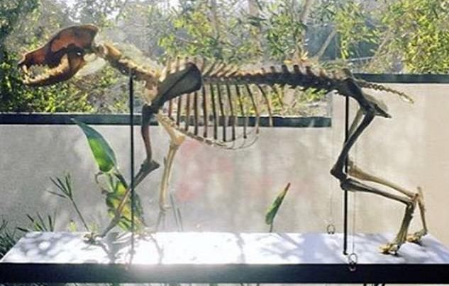O esqueleto do cachorro do ator Orlando Bloom, em exposição na casa do astro desde 2015, quando o cãozinho morreu (Foto: Instagram)