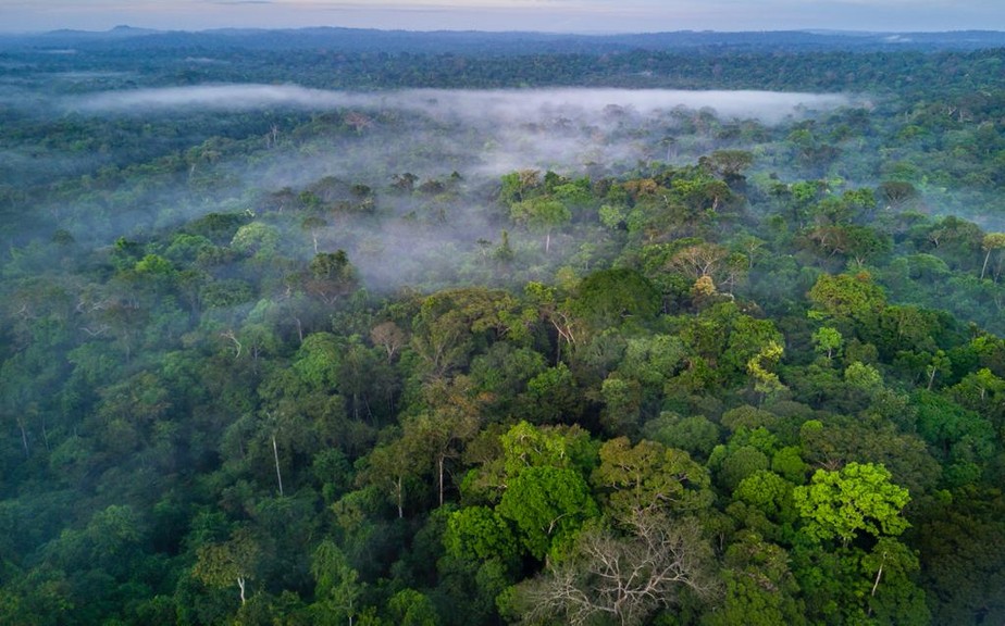 Desde 2011, a Natura encabeça o Programa Natura Amazônia, um projeto que prevê capacitação, eficiência produtiva e aporte de tecnologias para preservar a maior floresta tropical do mundo