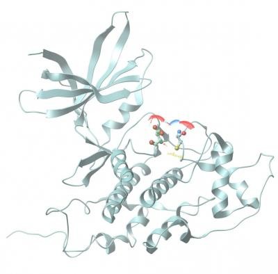 Um modelo de fita de um GSK3β sulfidratado que inibiria sua atividade. Os átomos de oxigênio são mostrados em vermelho, enxofre em amarelo e nitrogênio em azul (Foto: Bindu Paul e Johns Hopkins Medicine)