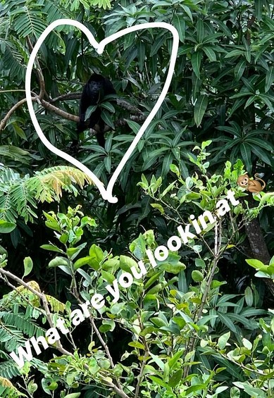 O macaco fotografado pelo jogador de futebol americano Tom Brady  (Foto: Instagram)