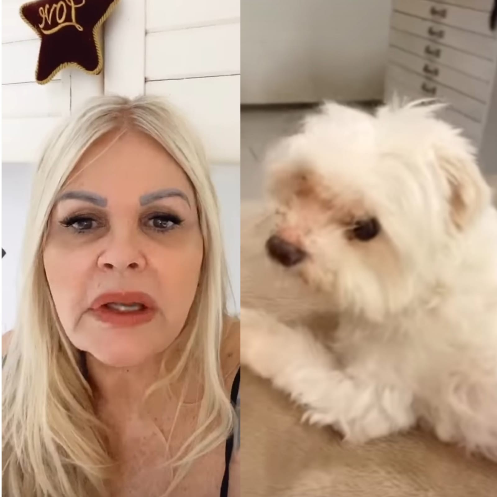 Monique Evans diz que cachorro está sem comer depois de separação (Foto: Reprodução/Instagram)