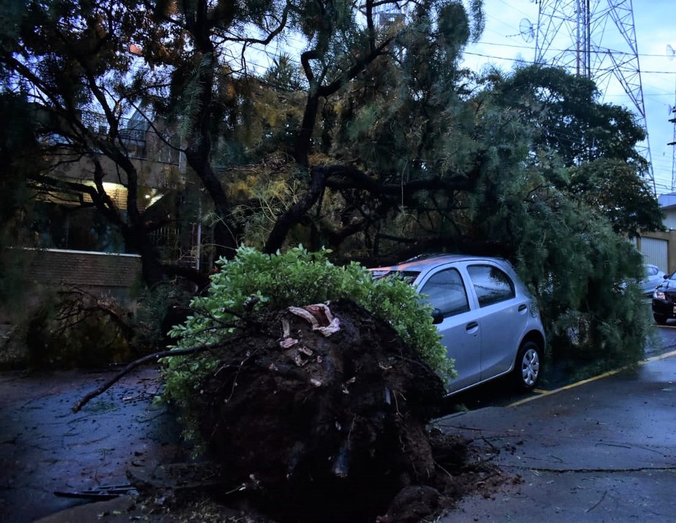 Árvore caiu e atingiu veículo na Rua Regina Nogueira, no Jardim São Gabriel — Foto: Fernando Evans/G1